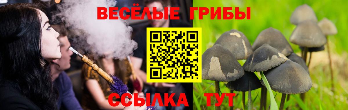Северобайкальск  Галлюциногенные грибы GOLDEN TEACHER  Вход с VPN 